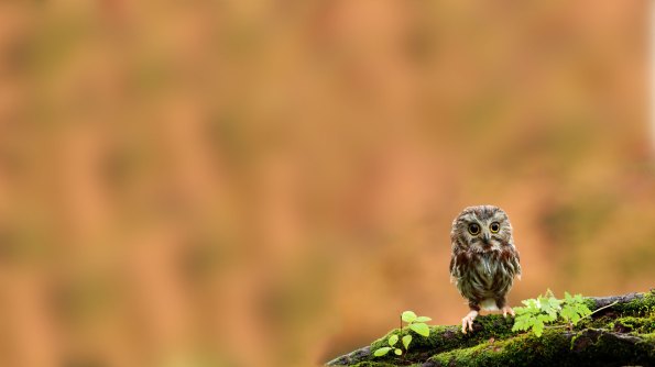 Cute-Owlet-full-hd-wallpaper-download